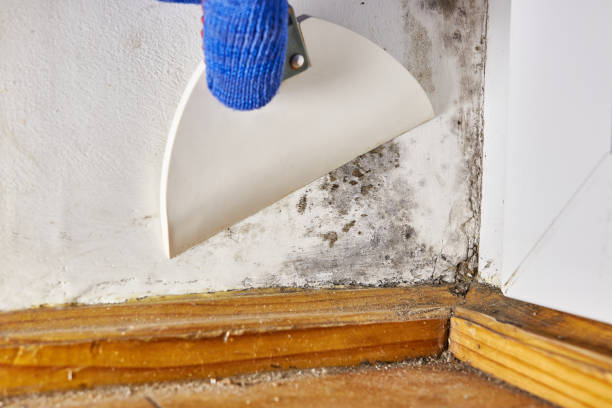 Best Water Damage & Mold Remediation  in Wilson, NC